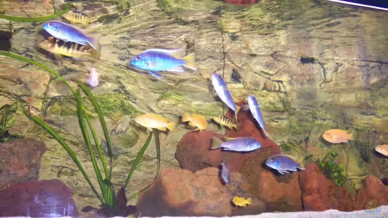 Aquarium Becken 6972 von Mario S. (3)