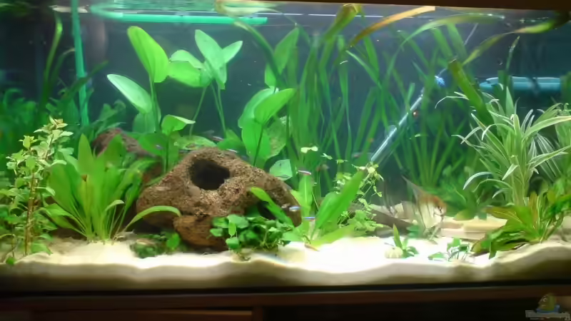 Aquarium Becken 6979 von Marcel Beilfuss (2)