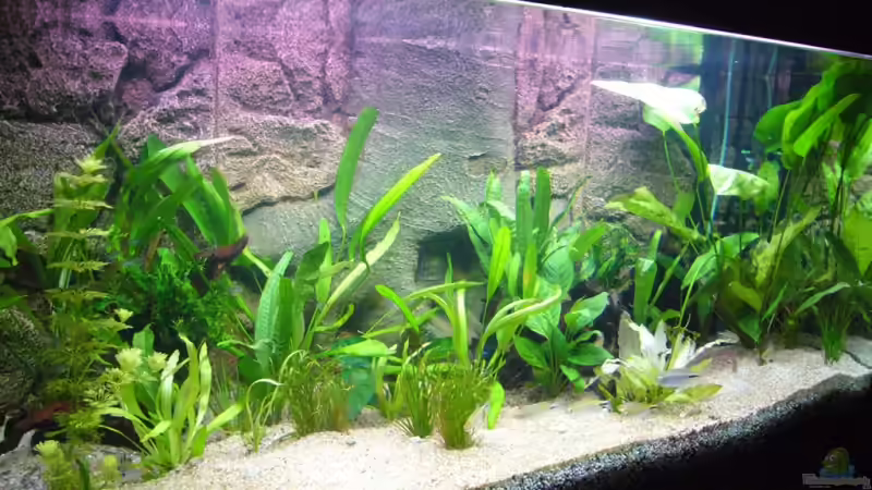 Aquarium Becken 6988 von Gerhard Kittel (2)