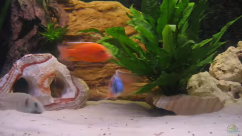 Aquarium Becken 702 von Vicky Gröbl (2)