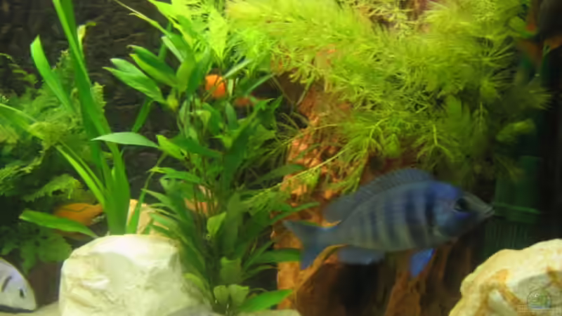 Aquarium Becken 702 von Vicky Gröbl (4)