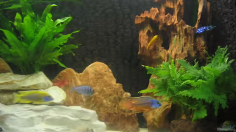 Aquarium Becken 702 von Vicky Gröbl (5)