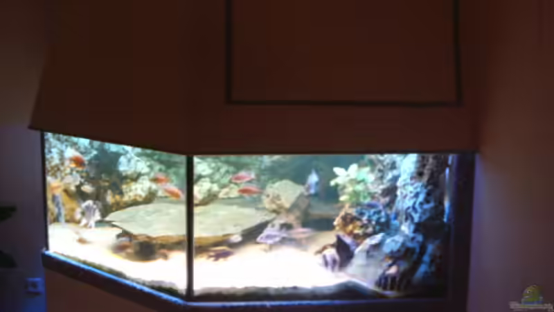 Aquarium Becken 705 von Dirk Abelshausen (3)