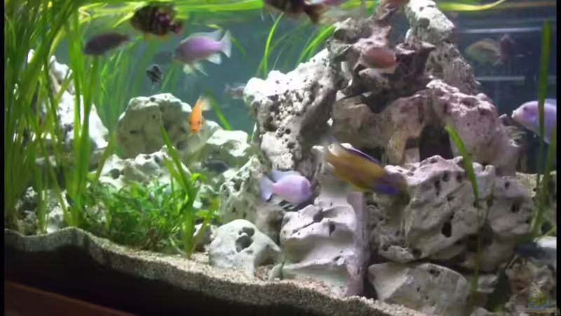 Aquarium Becken 7069 von knoeri (2)