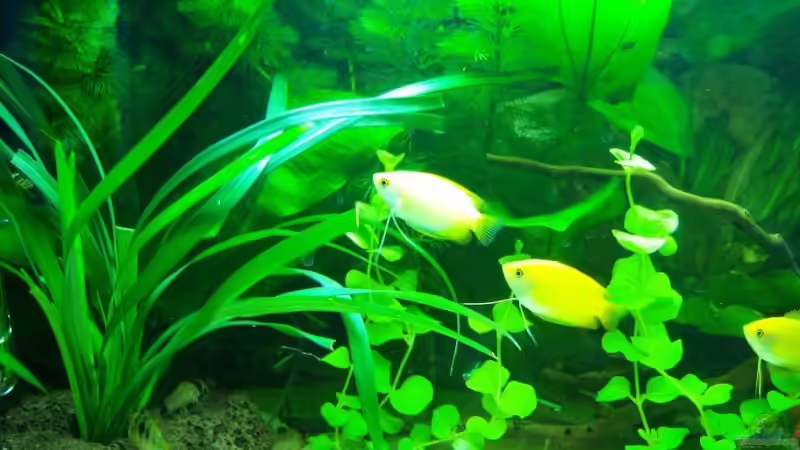 Aquarium Becken 7100 von Marco Vasev (2)