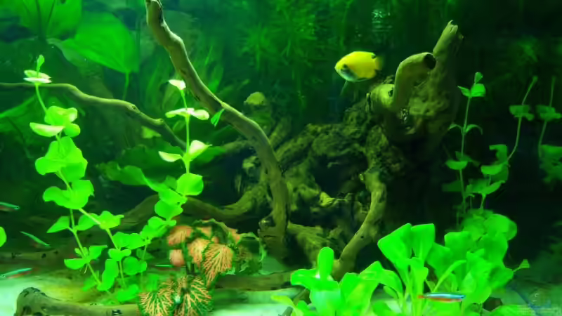 Aquarium Becken 7100 von Marco Vasev (3)