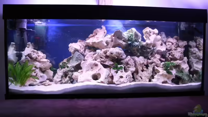 Aquarium Becken 7108 von Marco Vasev (2)