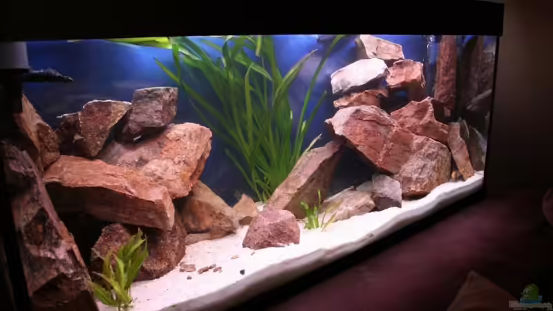 Aquarium Becken 7108 von Marco Vasev (3)