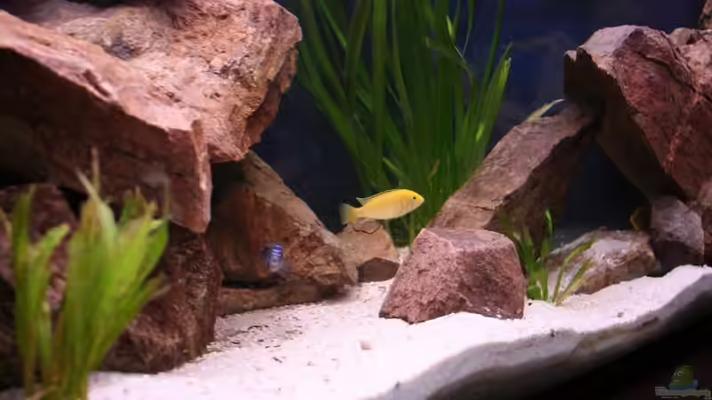 Aquarium Becken 7108 von Marco Vasev (4)