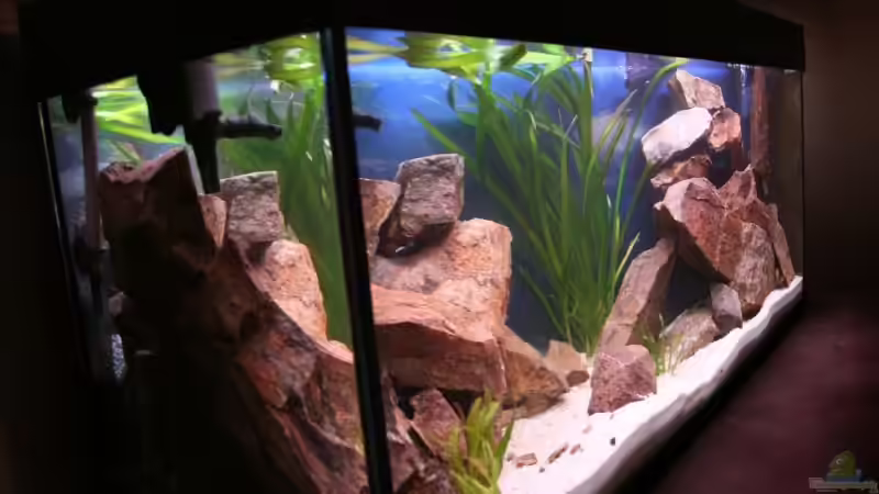 Aquarium Becken 7108 von Marco Vasev (7)
