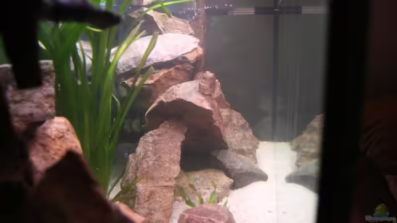 Aquarium Becken 7108 von Marco Vasev (9)