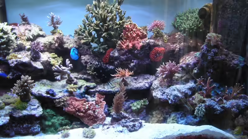 Aquarium Becken 7113 von Daniel Schmidt (3)