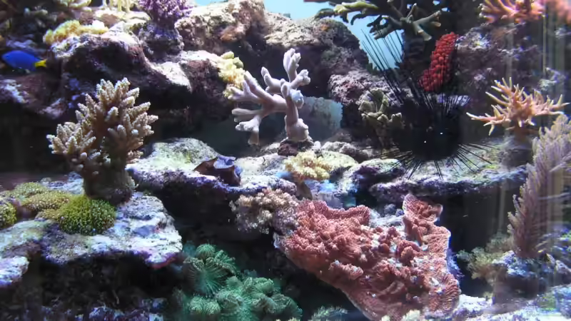 Aquarium Becken 7113 von Daniel Schmidt (4)