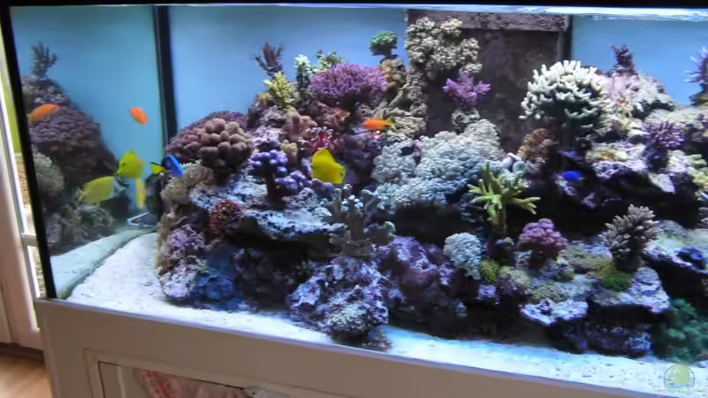 Aquarium Becken 7113 von Daniel Schmidt (5)