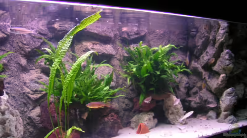 Aquarium Becken 713 von Peter Hübner (2)