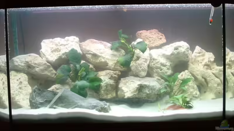 Aquarium Becken 7135 von lucky-luke.ch (2)