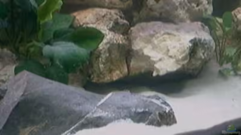 Aquarium Becken 7135 von lucky-luke.ch (3)