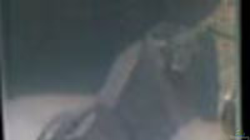 Aquarium Becken 7135 von lucky-luke.ch (4)