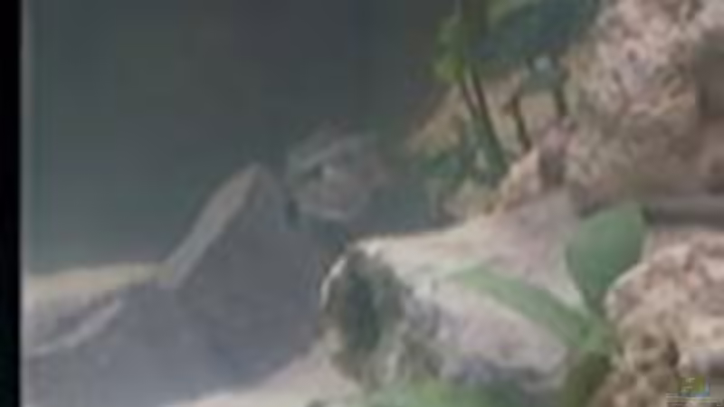 Aquarium Becken 7135 von lucky-luke.ch (5)