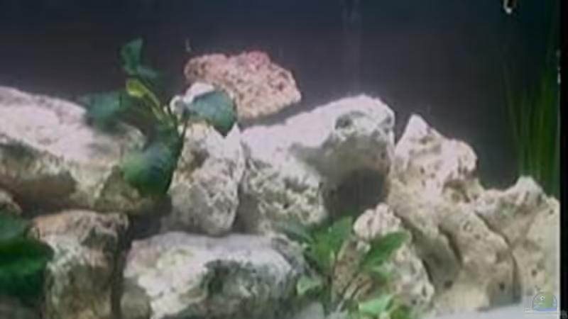 Aquarium Becken 7135 von lucky-luke.ch (6)