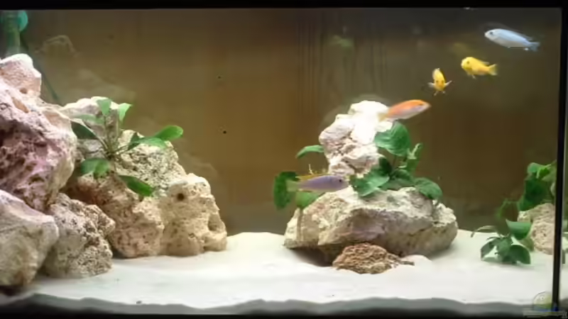 Aquarium Becken 7135 von lucky-luke.ch (8)