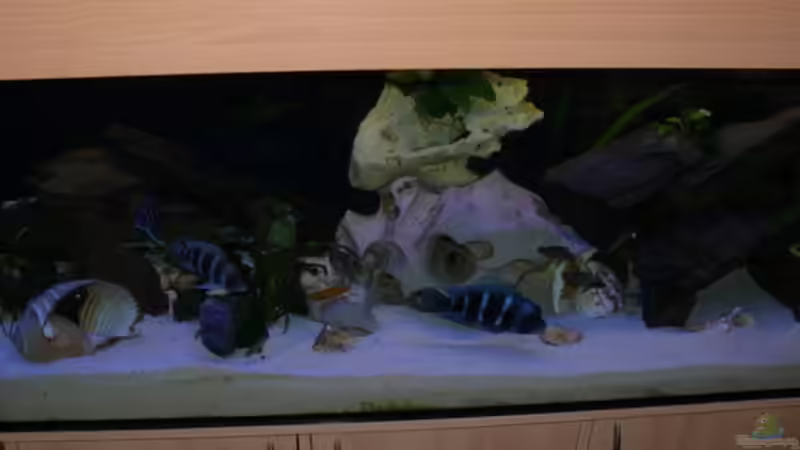 Aquarium Becken 7162 von PRHilden (2)