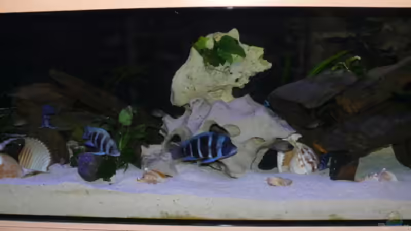 Aquarium Becken 7162 von PRHilden (3)