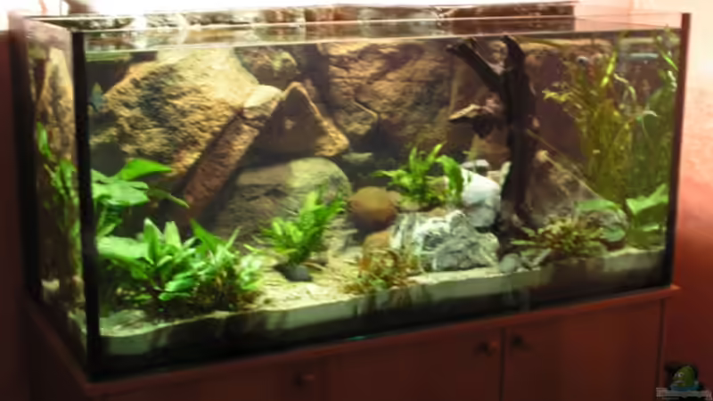 Aquarium Becken 7165 von Werner Wittwer (2)