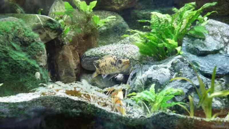 Aquarium Becken 7165 von Werner Wittwer (3)