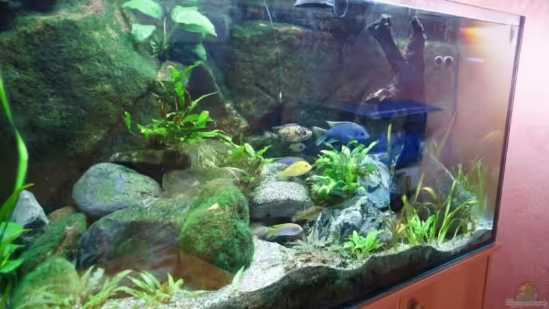 Aquarium Becken 7165 von Werner Wittwer (4)