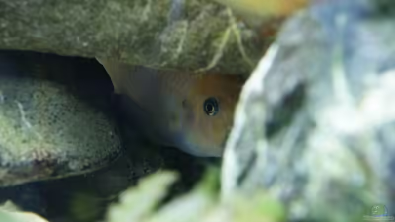 Aquarium Becken 7165 von Werner Wittwer (6)