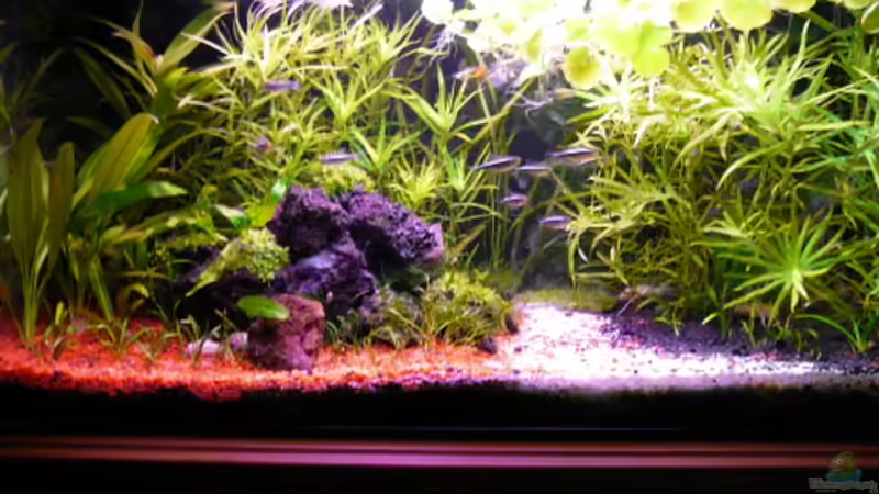 Aquarium Becken 7171 von s-chiller- (3)