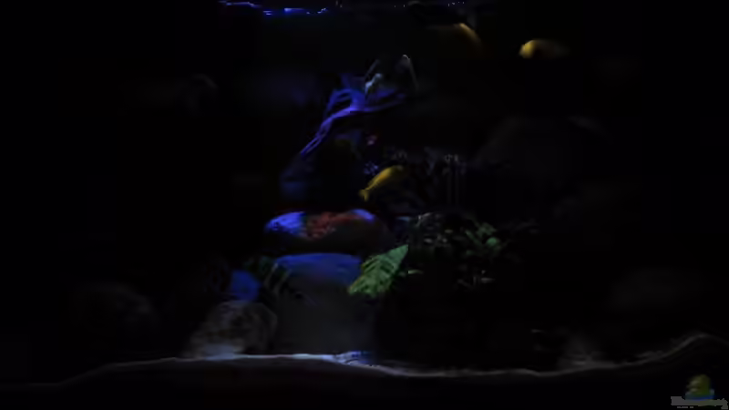 Aquarium Becken 7200 von Cali20 (6)