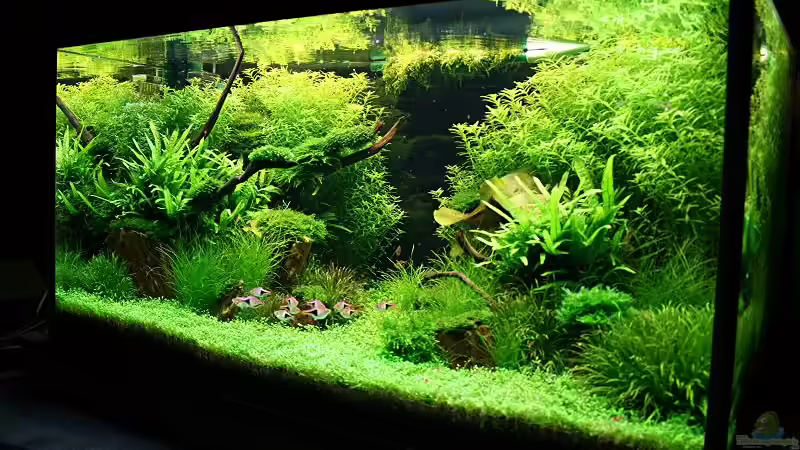 Aquarium Becken 7220 von Tutti (2)