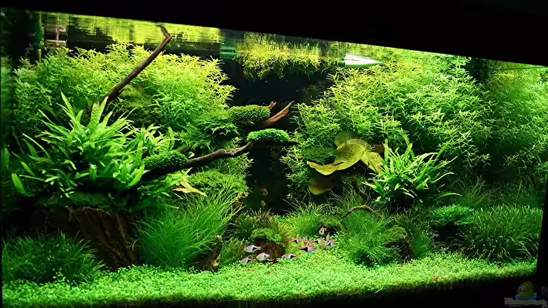 Aquarium Becken 7220 von Tutti (3)