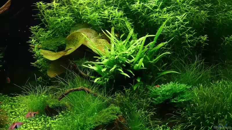 Aquarium Becken 7220 von Tutti (4)