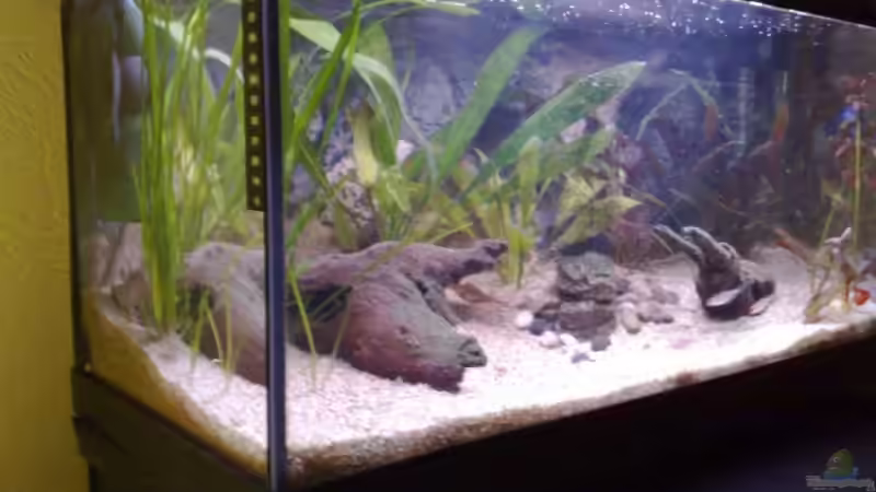 Aquarium Becken 7281 von Chris (3)