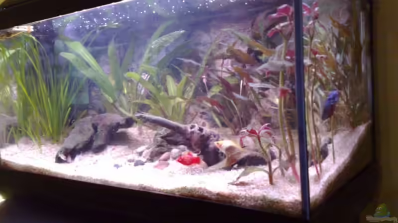 Aquarium Becken 7281 von Chris (4)