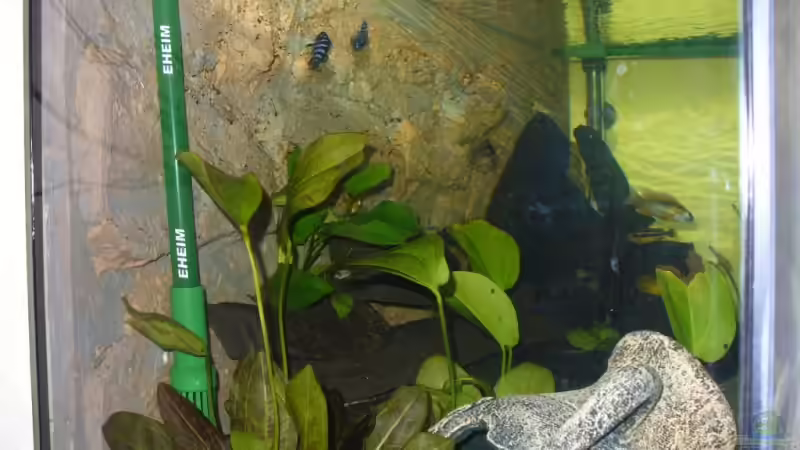 Aquarium Becken 7305 von Knut Hillmer (3)