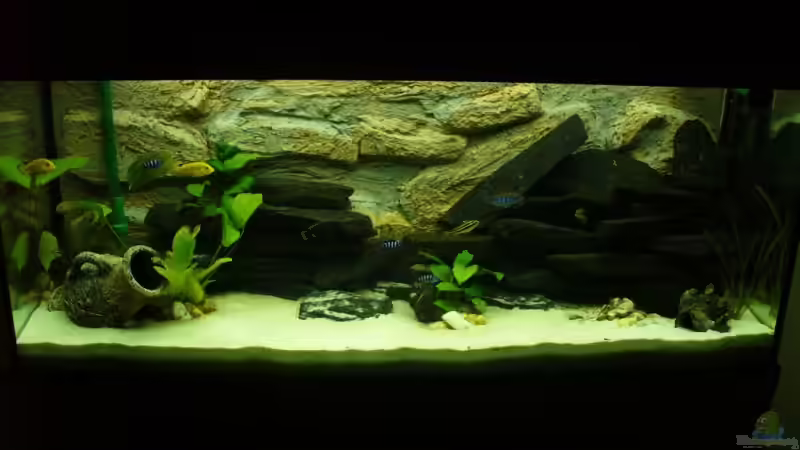 Aquarium Becken 7305 von Knut Hillmer (6)