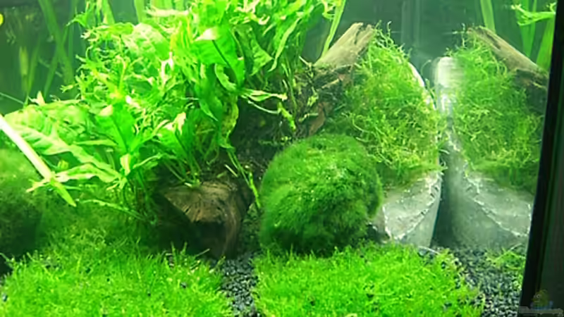 Aquarium Becken 7307 von Christian Dornieden (2)