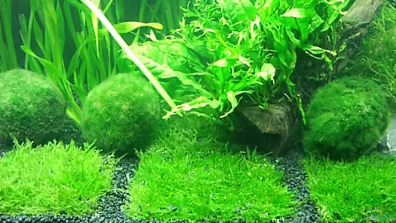 Aquarium Becken 7307 von Christian Dornieden (4)