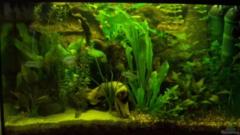 Aquarium Becken 7339 von Slap-Fighter-FCN (2)