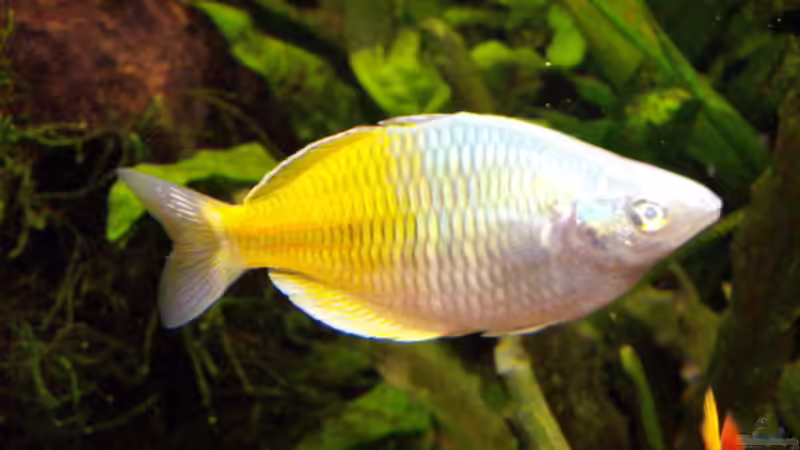 Aquarium Becken 7340 von Rolf Göken (10)