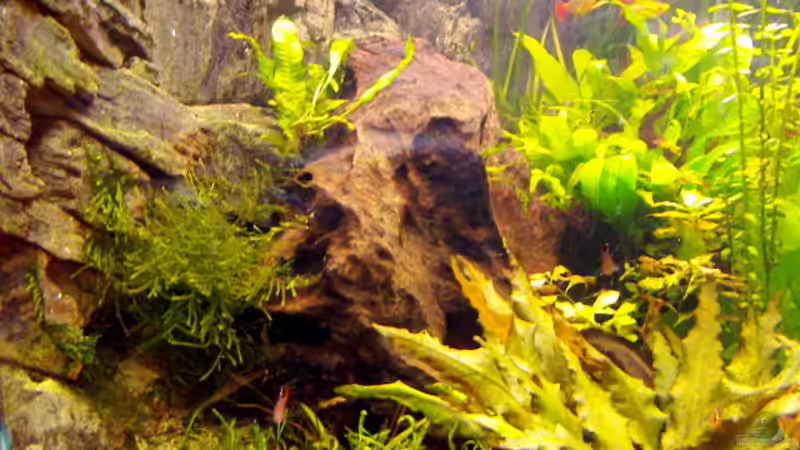 Aquarium Becken 7340 von Rolf Göken (4)