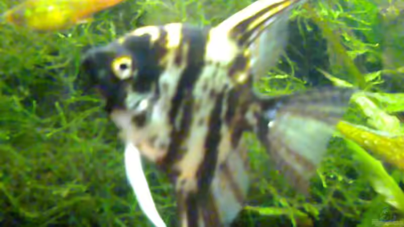 Aquarium Becken 7340 von Rolf Göken (5)