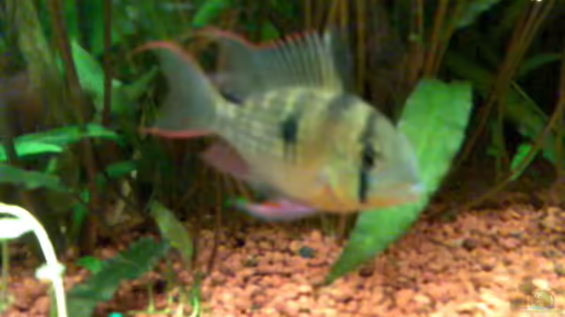 Aquarium Becken 7340 von Rolf Göken (6)