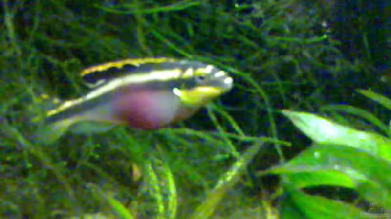 Aquarium Becken 7340 von Rolf Göken (7)