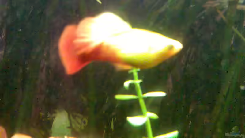 Aquarium Becken 7340 von Rolf Göken (8)