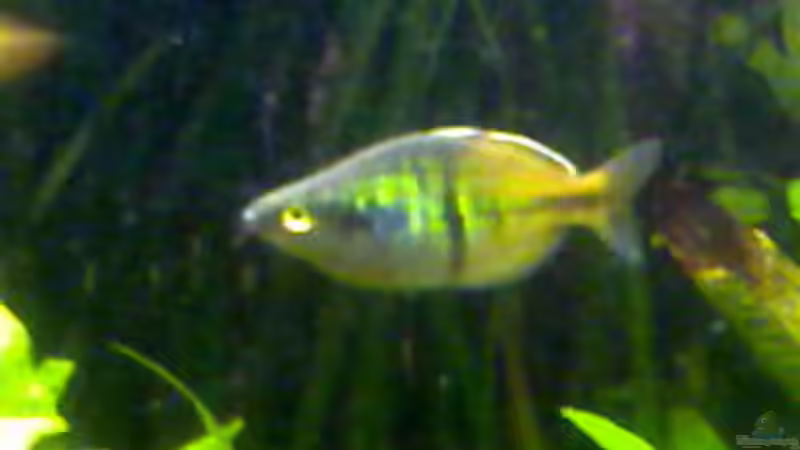 Aquarium Becken 7340 von Rolf Göken (9)